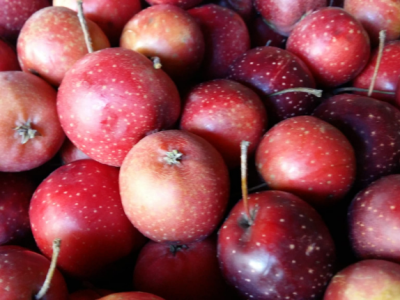 A Palazzo Verbania una giornata alla scoperta delle&nbsp;mele