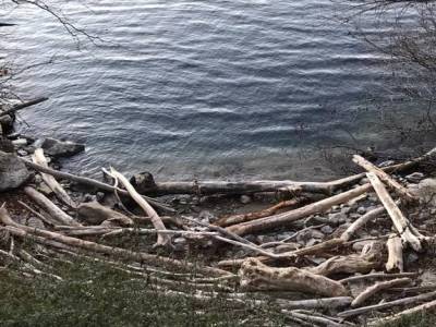 Più legna o più pesci nel Lago Maggiore? Ce lo racconta il Tavolo per il Clima di&nbsp;Luino
